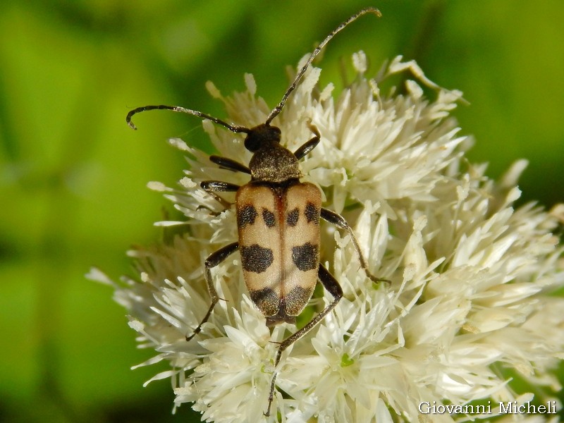 Cerambycidae: Pachytodes cerambyciformis